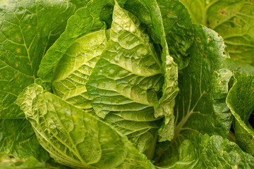 Fototapeta premium Fresh cabbage on the field with sunlight on top