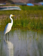 great white egret stand alone