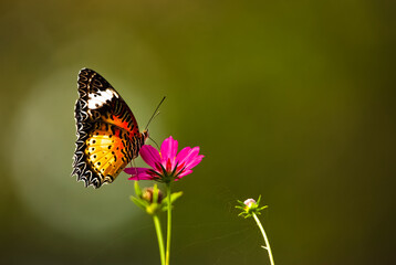 Butterfly on flower