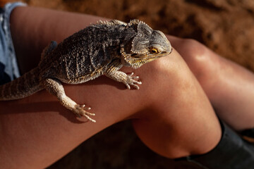 Beautiful woman dressed cowboy style clothes posing with lizard against the camel background. Bearded agam the home pet of girl walking in the nature with owner