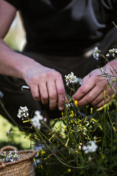 collecting fresh wild flowers
