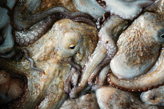 fresh octopus