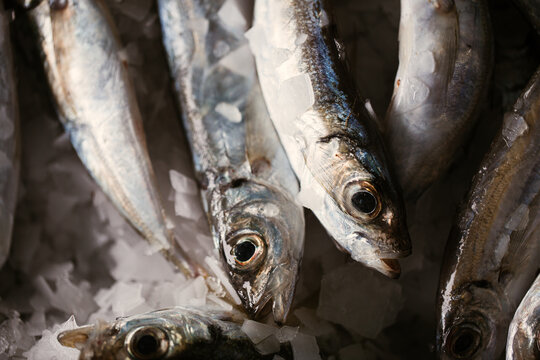 close up of sardines