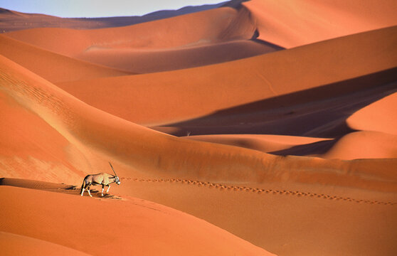 Oryx gazella walks over beautiful red sand dunes in Namib desert
