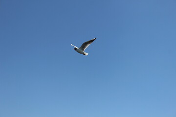 A bird flying alone in the blue winter sky of Aswan in Egypt