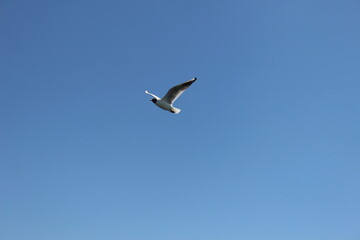 A bird flying alone in the blue winter sky of Aswan in Egypt