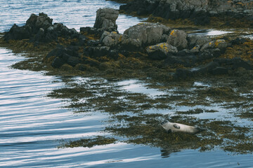 アザラシさんの朝