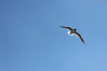 Fototapeta na wymiar A bird flying alone in the blue winter sky of Aswan in Egypt