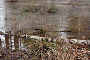  Forest litter flooded by melted snow.