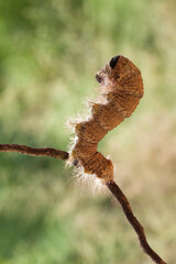 Big Caterpillar on Branch