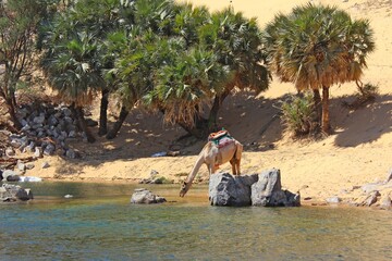 Camel drinking from the water of the Nile in Aswan in Egypt