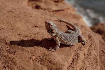 Beautiful woman dressed cowboy style clothes posing with lizard against the camel background