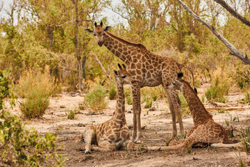 Giraffe with two cubs