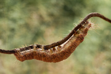 Big Caterpillar on Branch