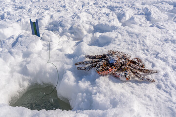 A crab caught in the sea lies on the ice.
