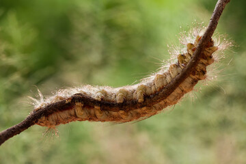 Big Caterpillar on Branch