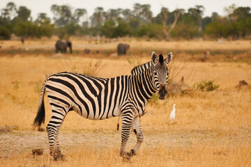 Fototapeta na wymiar zebra in savannah 