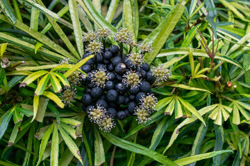 Plant long green leaves in the garden. purple fruit