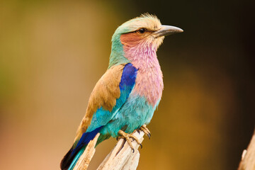 lilacbrested roller, Coracias caudatus, sitting on branch, close