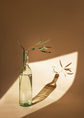 Eucalyptus branch in a glass bottle  on a brown background with sun shadow. Front view.