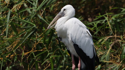Asian openbill stork