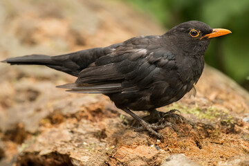 Blackbird
