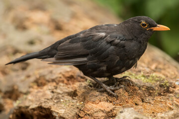 Blackbird