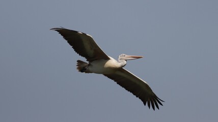 spot-billed pelican in flight