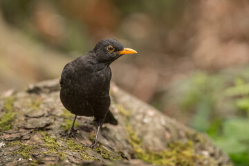 Blackbird