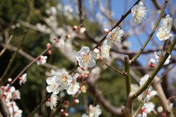 白の梅の花