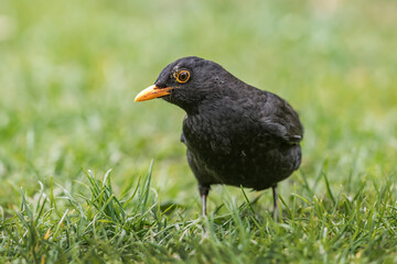 Blackbird