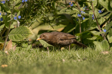 Blackbird