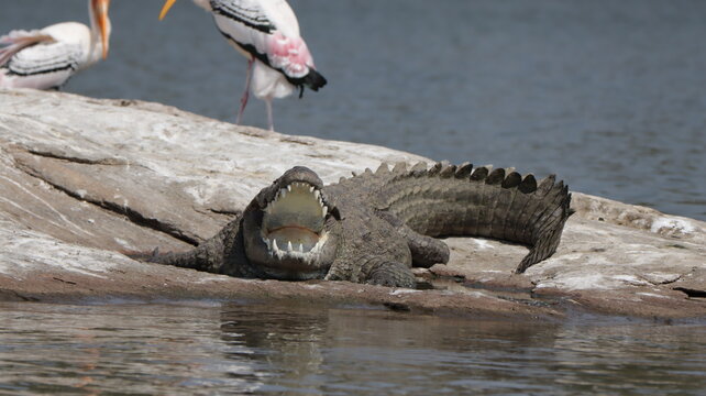 Crocodile With Mouth Open