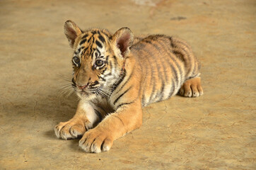 Fototapeta premium Baby Tiger Portrait