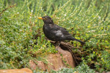 Obraz premium Blackbird