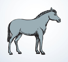 Pony horse animal. Vector drawing