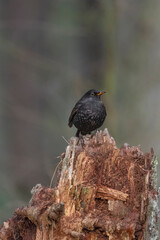 Blackbird