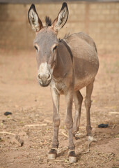 Naklejka na ściany i meble African donkey on a farm