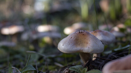 mushroom close up in the forest