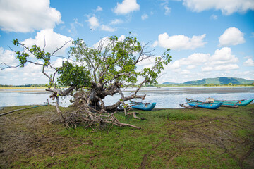 mangrove tree and lake