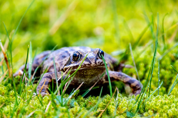 A common frog, Rana temporaria, hiding between the green gras and moss in Ireland