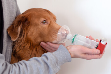 Dog treated with an asthma inhaler. The inhaler helps the dog breath easier.