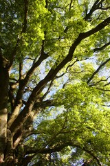 Fototapeta premium Tree