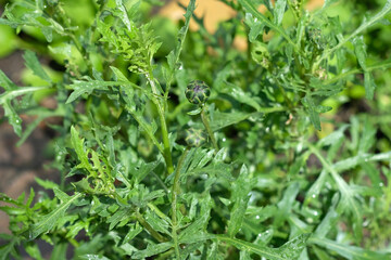 Cornflower (Centaurea macrocephala) in the spring garden on a sunny day. Green cornflower bush with a bud before flowering.  hybrid of black knapweed.