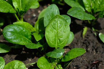 Fototapeta na wymiar Young spinach leaves grow on the ground. Growing spinach in the garden. Green spinach leaves top view.