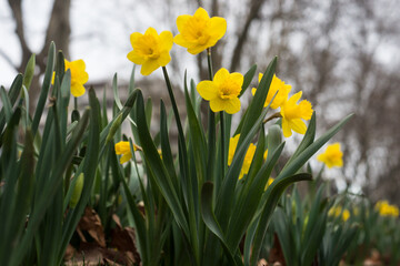Closeup of yellow daffodils flowers in a public garden
