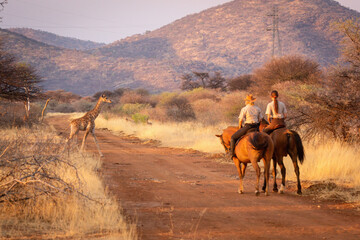 Two women riders watch giraffe cross track