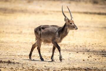 Young male common waterbuck crosses flat ground