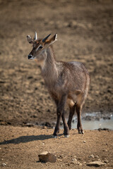 Young male common waterbuck standing eyeing camera