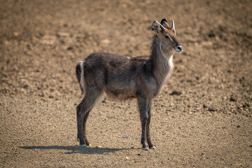 Young male common waterbuck standing in profile